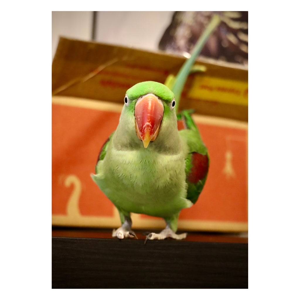 Operabird Singing Plush Toy