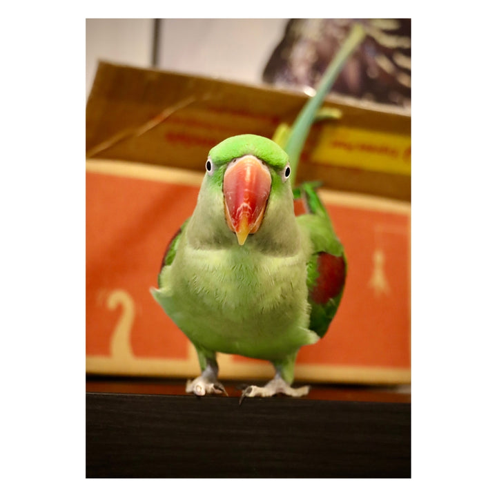 Operabird Singing Plush Toy