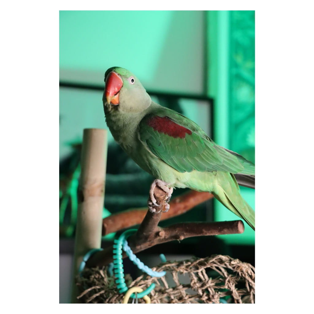 Operabird Singing Plush Toy