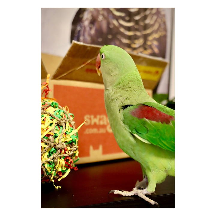 Operabird Singing Plush Toy