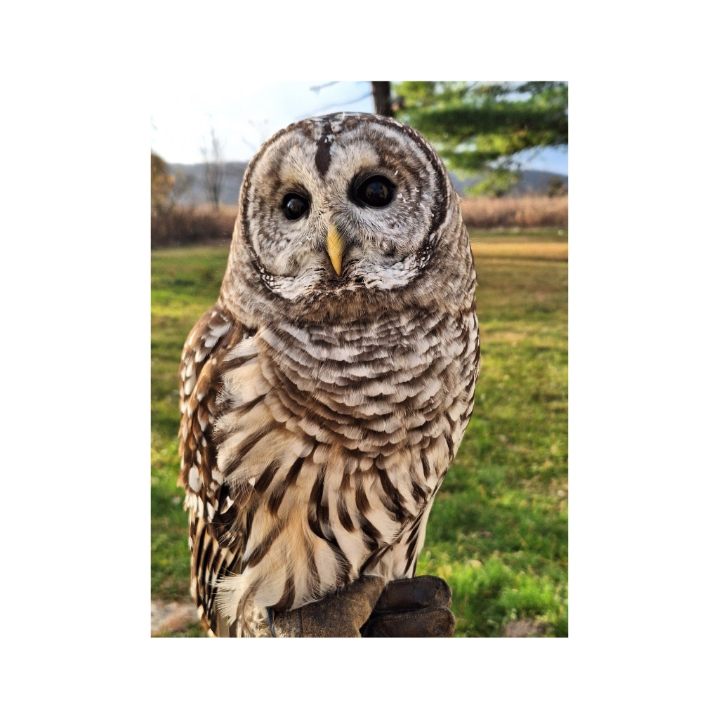 Pierce the Barred Owl Plush - With Sounds! – Gimme Swag