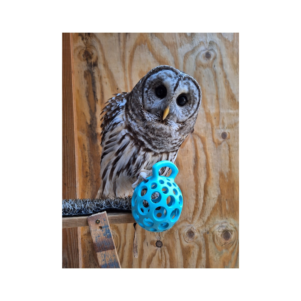 Pierce the Barred Owl Plush - With Sounds!