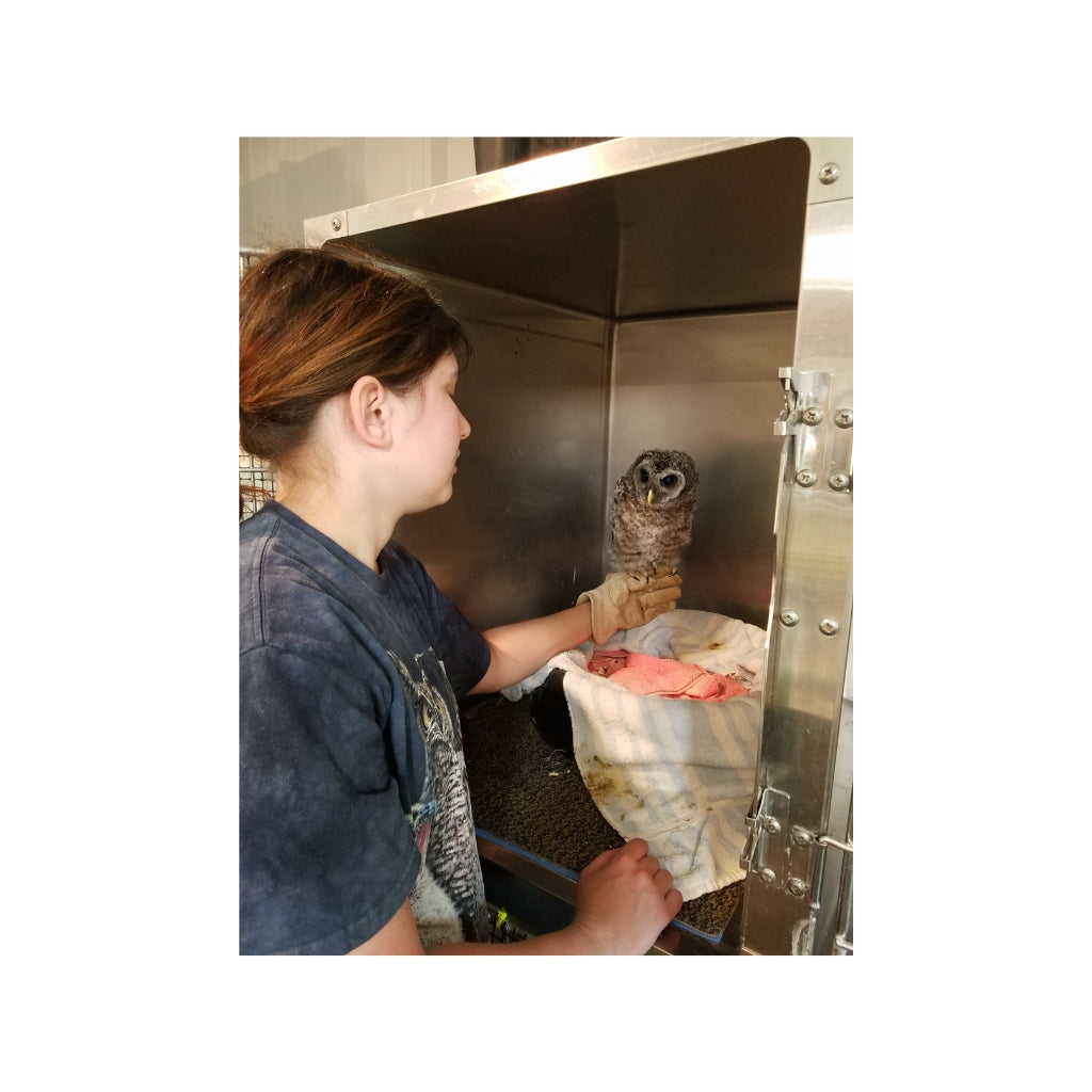 Pierce the Barred Owl Plush - With Sounds!
