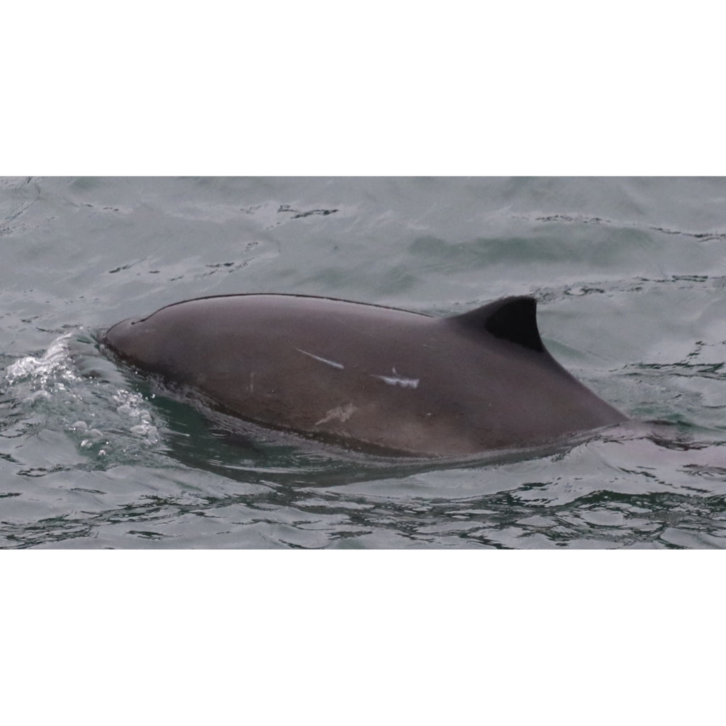 Pointer the Harbor Porpoise Plush
