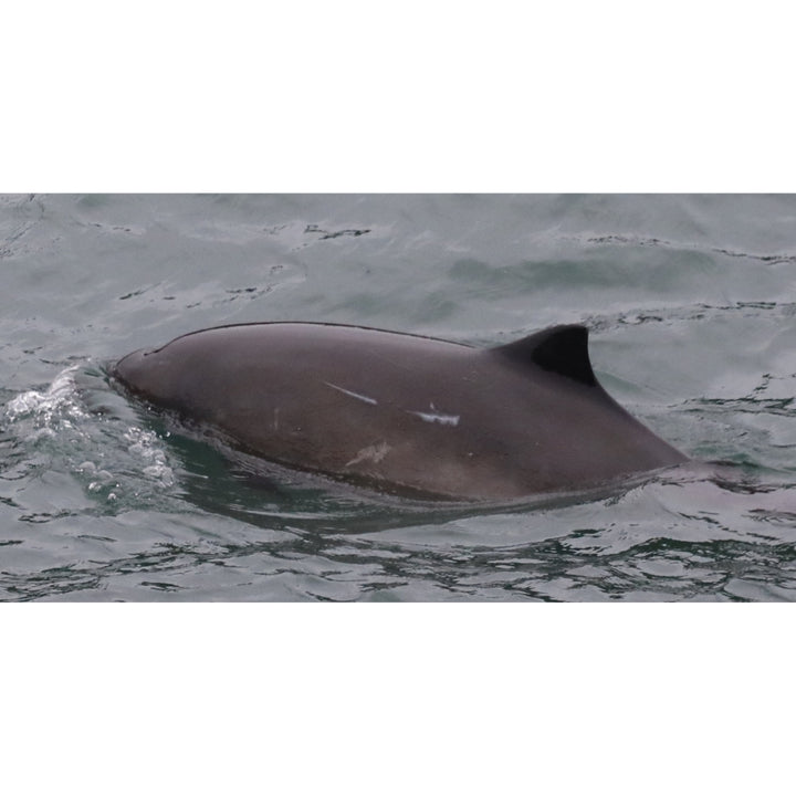 Pointer the Harbor Porpoise Plush