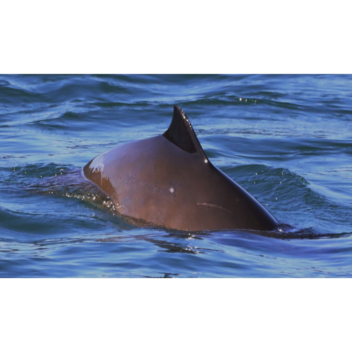 Pointer the Harbor Porpoise Plush