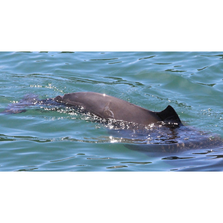 Pointer the Harbor Porpoise Plush