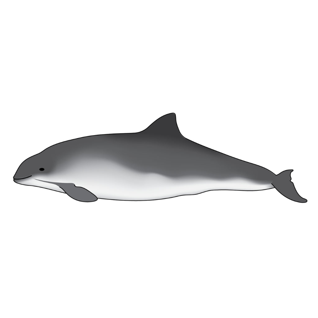 Pointer the Harbor Porpoise Plush