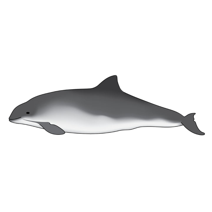 Pointer the Harbor Porpoise Plush