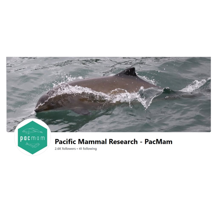 Pointer the Harbor Porpoise Plush