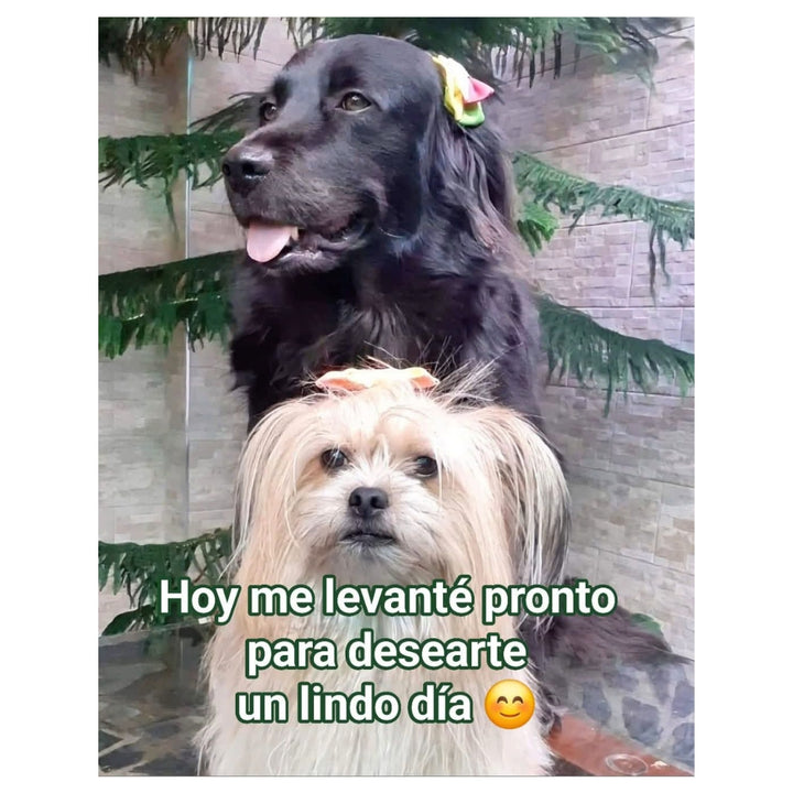 Proyecto Tinasteff – Amor y Ternura Perruna 🐾💗