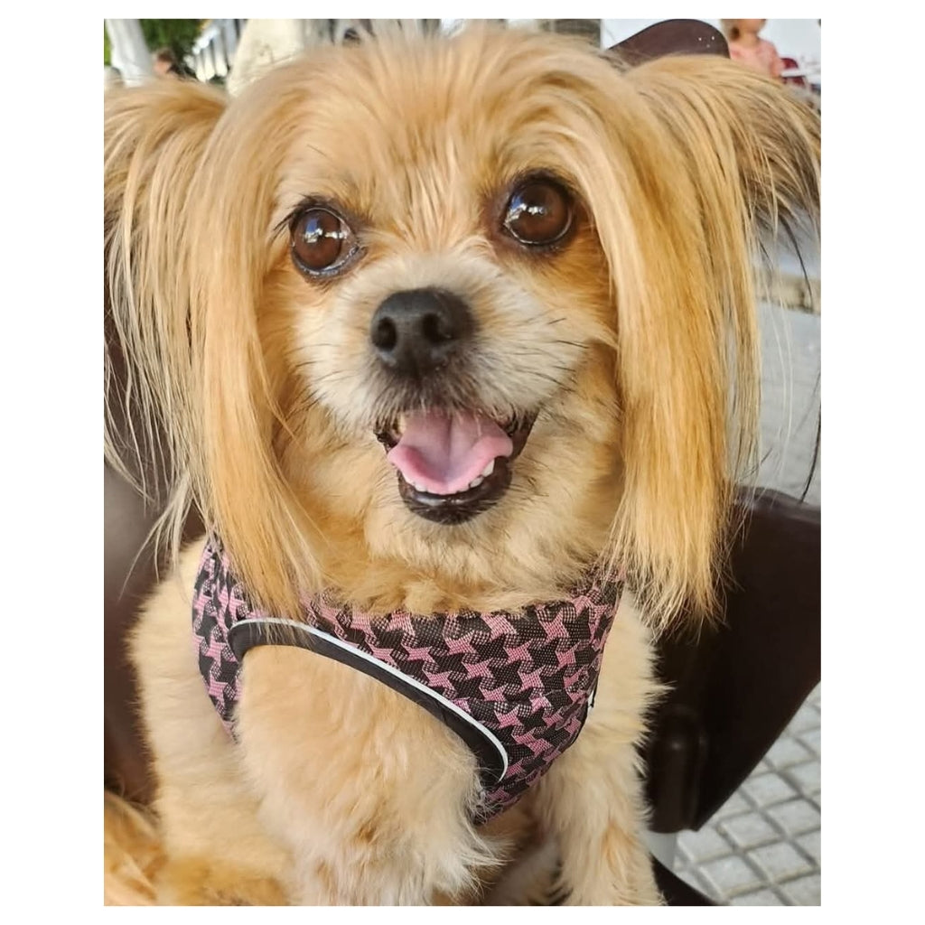 Proyecto Tinasteff – Amor y Ternura Perruna 🐾💗