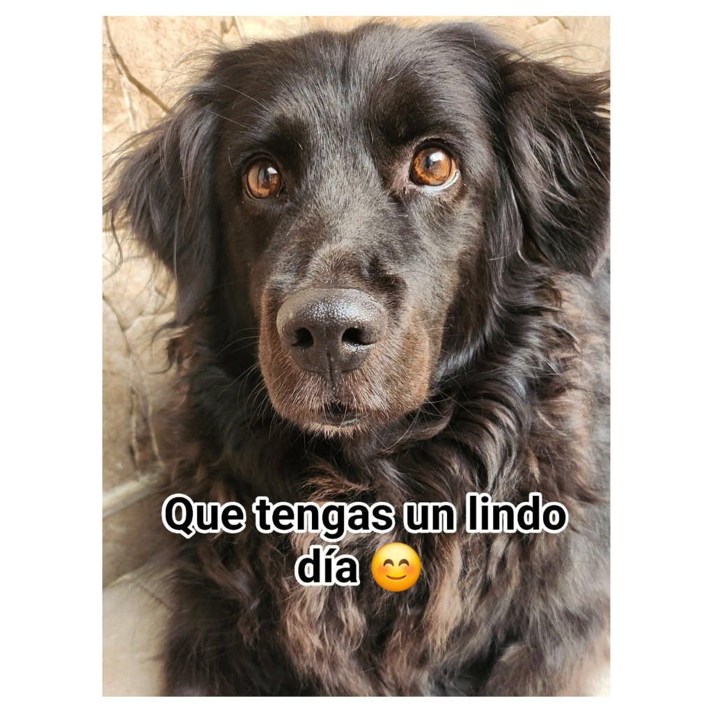 Proyecto Tinasteff – Amor y Ternura Perruna 🐾💗