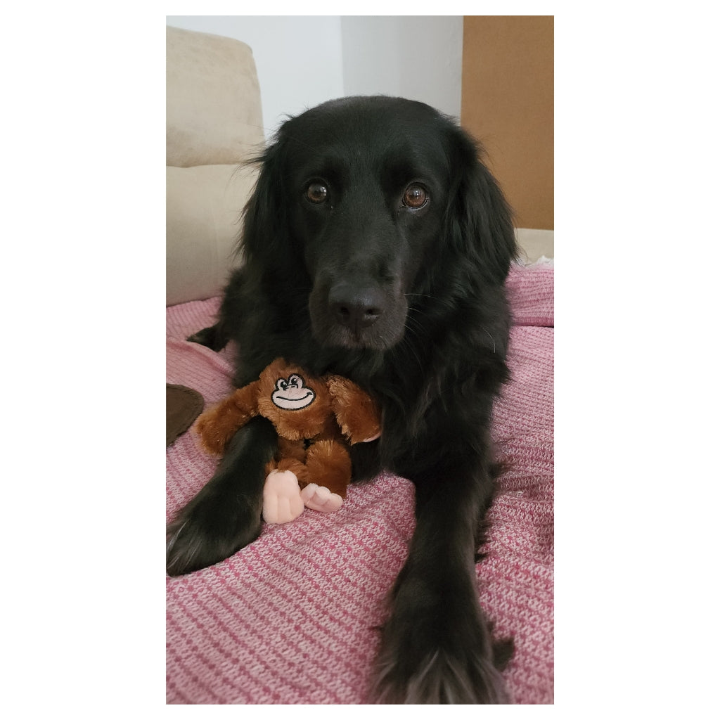 Proyecto Tinasteff – Amor y Ternura Perruna 🐾💗