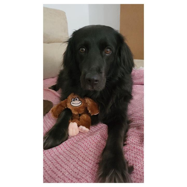 Proyecto Tinasteff – Amor y Ternura Perruna 🐾💗