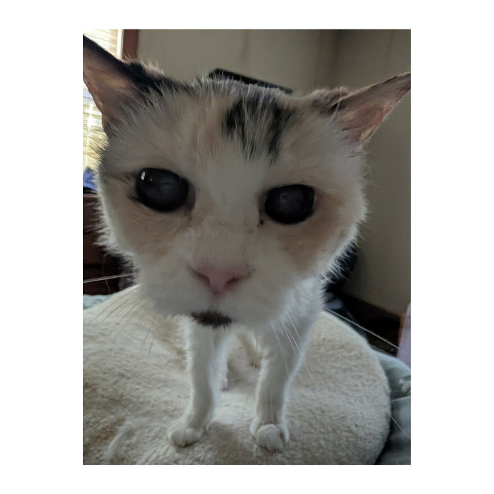 Queen Annie (Est. 2004) Plushie
