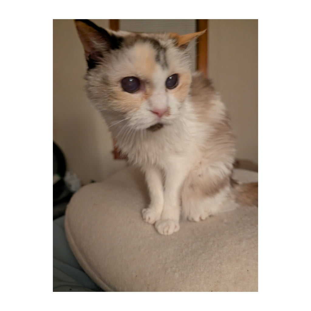 Queen Annie (Est. 2004) Plushie