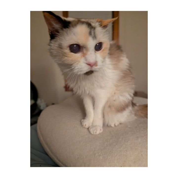 Queen Annie (Est. 2004) Plushie