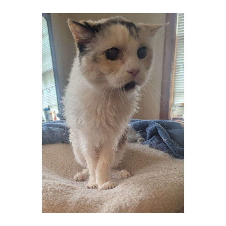 Queen Annie (Est. 2004) Plushie