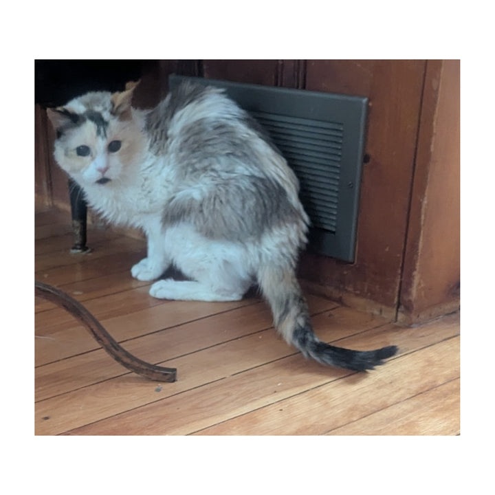 Queen Annie (Est. 2004) Plushie
