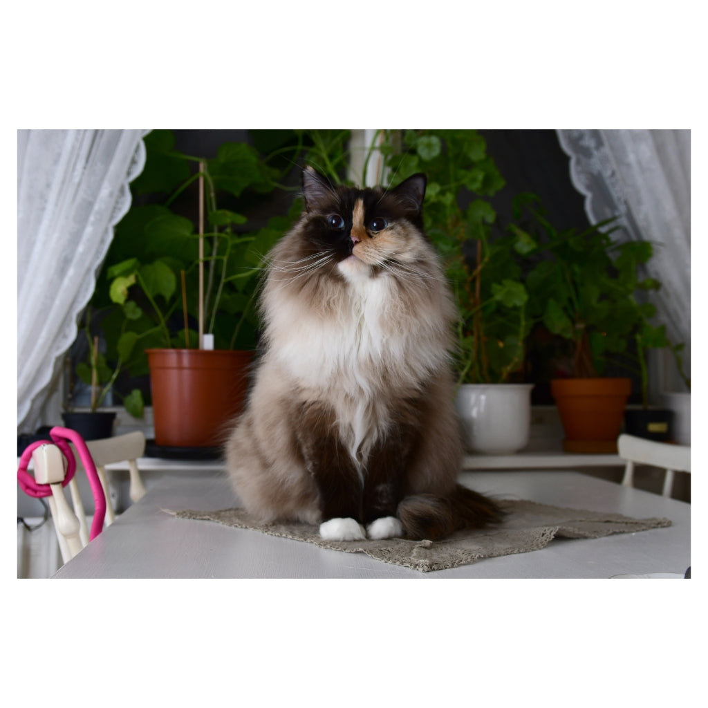 Queen Zinnamon Plush
