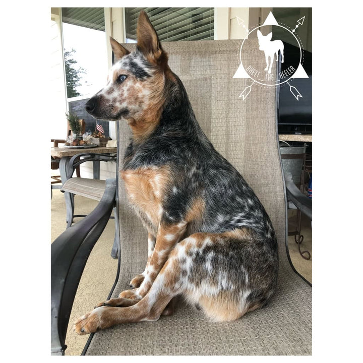 Rhett the Heeler Plush