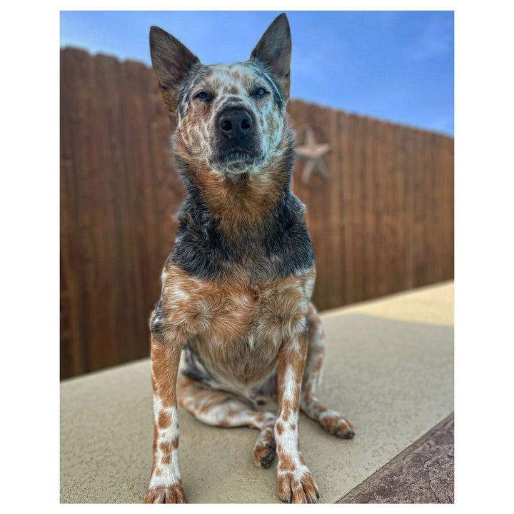 Rhett the Heeler Plush