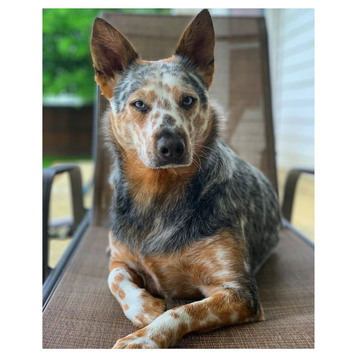 Rhett the Heeler Plush