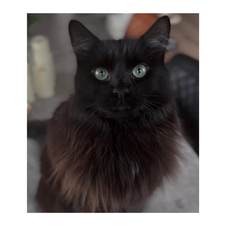 Shadow The Black Kitty Plush