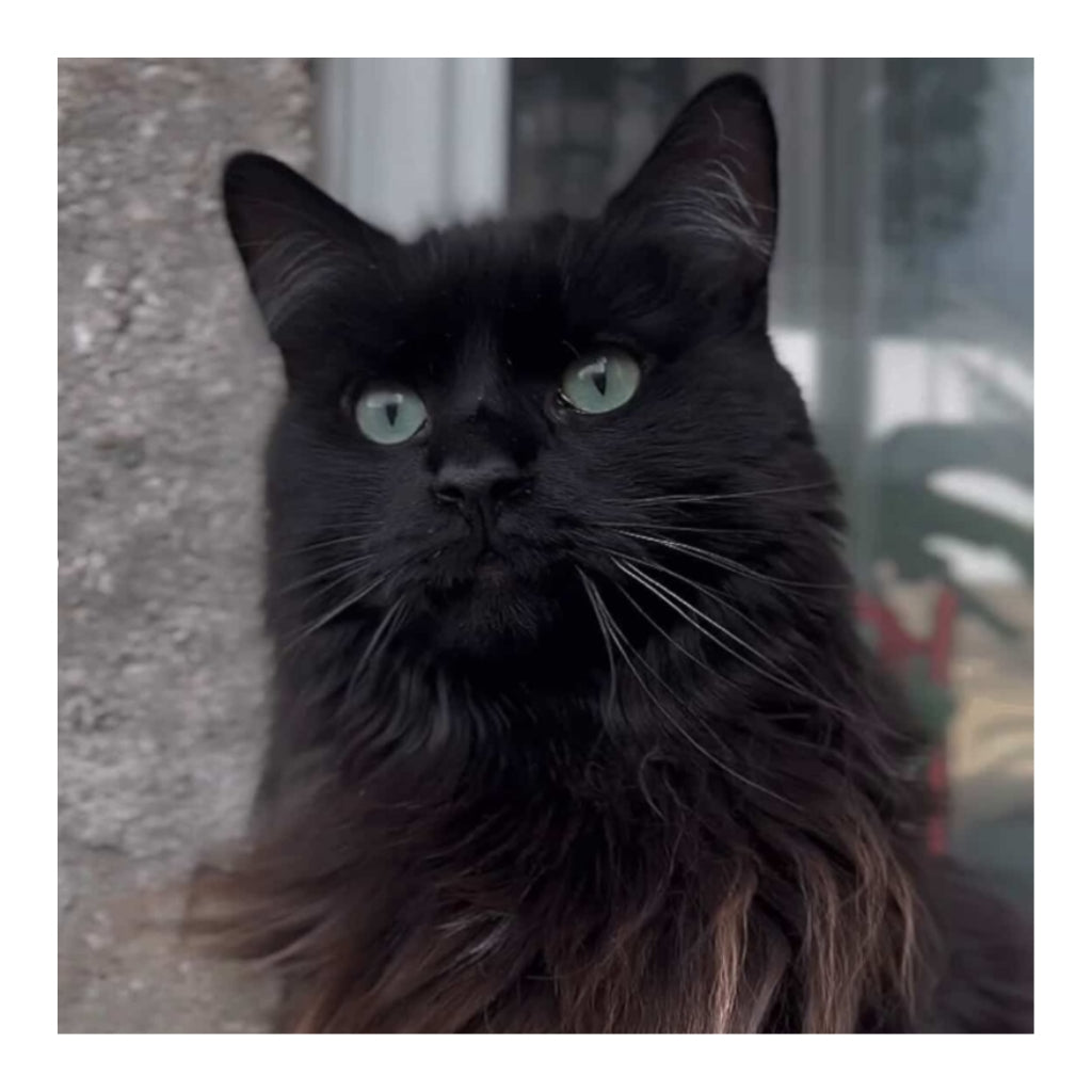 Shadow The Black Kitty Plush