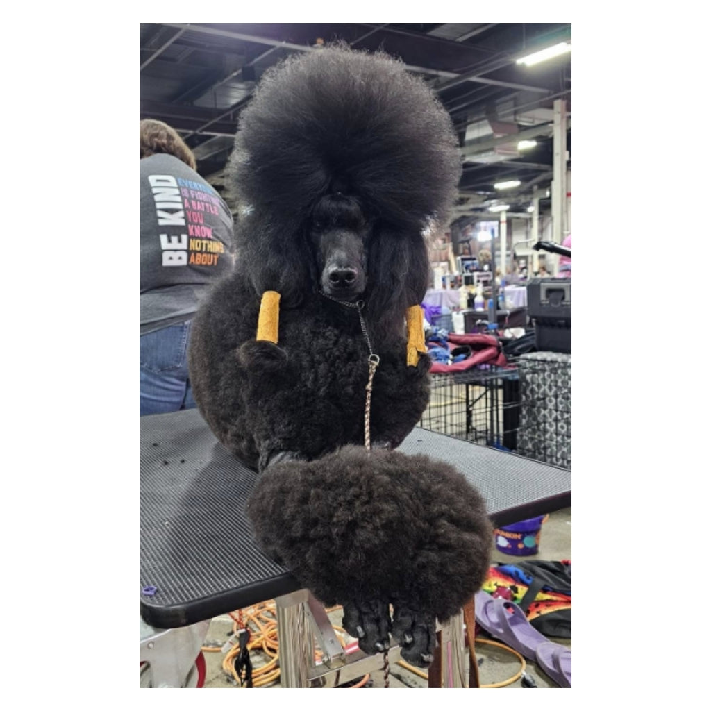Show Poodle Plushie – Gimme Swag