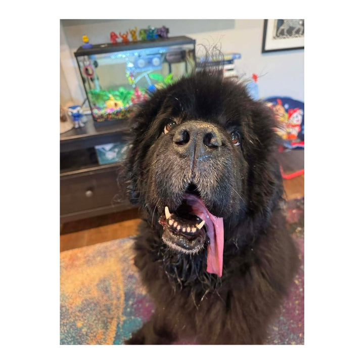 Sirius Newfoundland Plush
