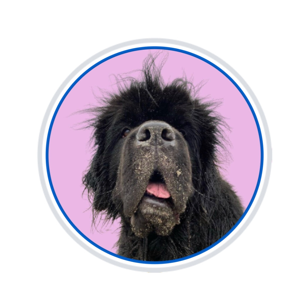 Sirius Newfoundland Plush