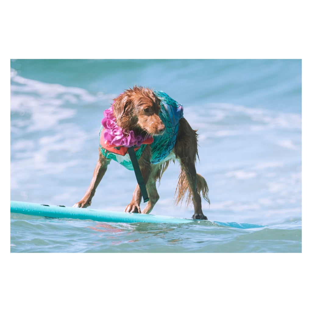 Surfing Toller Plushie
