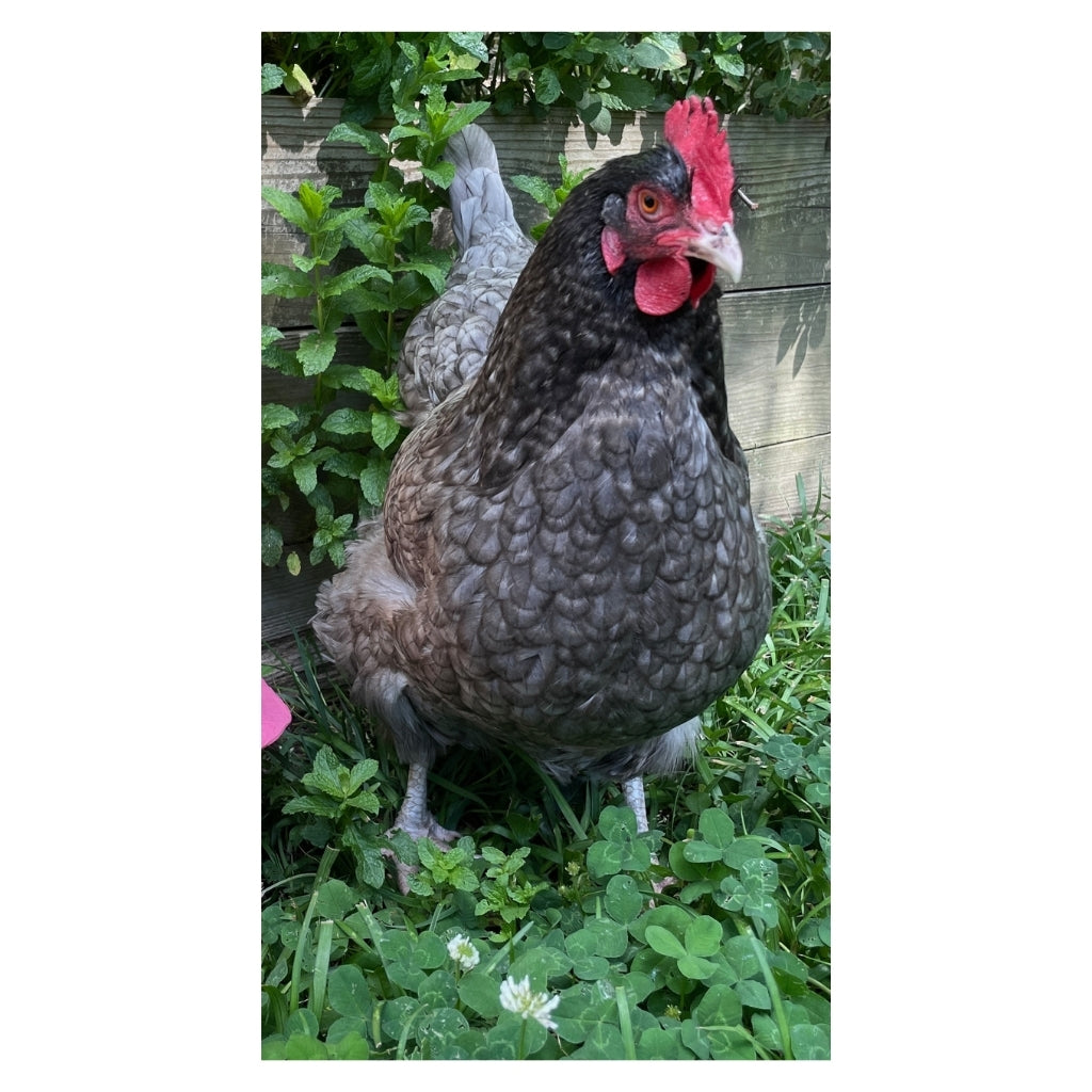 Talking Eleanor Plushie