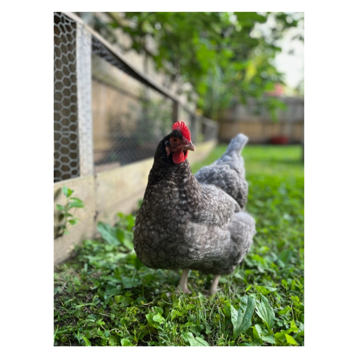 Talking Eleanor Plushie