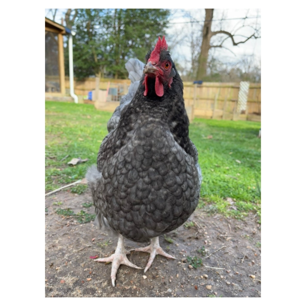 Talking Eleanor Plushie