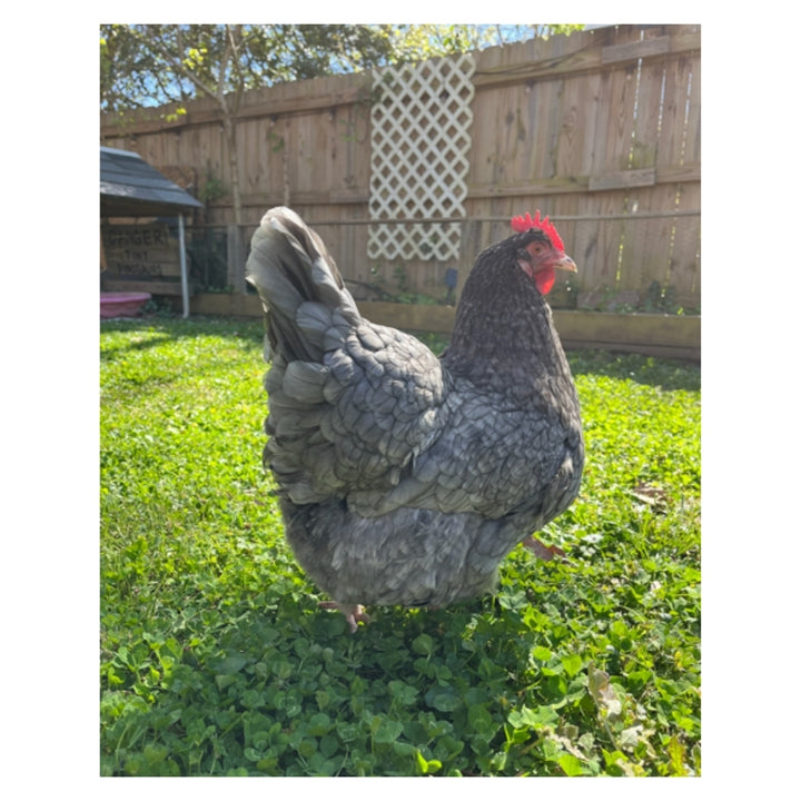 Talking Eleanor Plushie