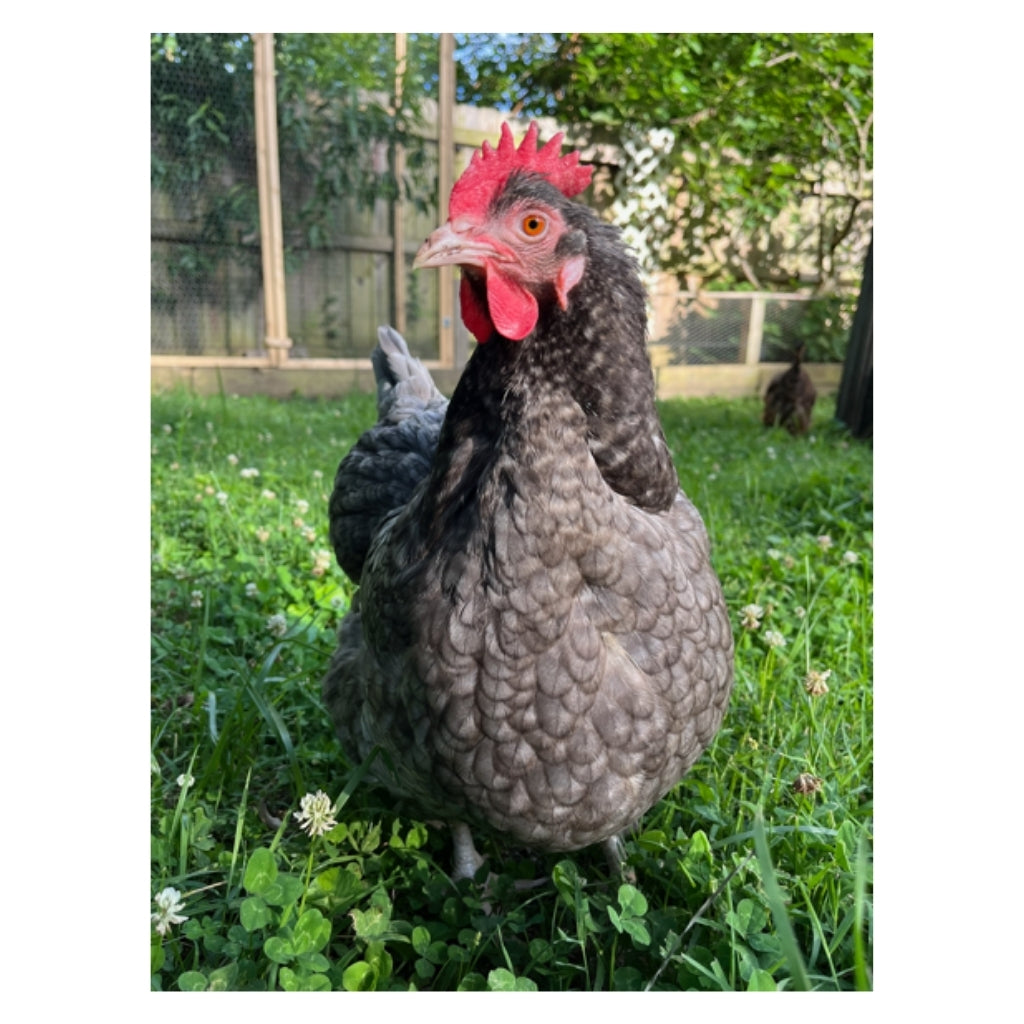 Talking Eleanor Plushie