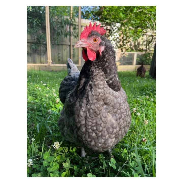 Talking Eleanor Plushie