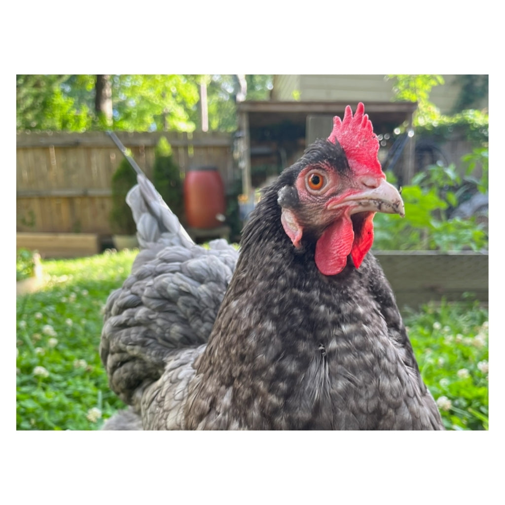 Talking Eleanor Plushie