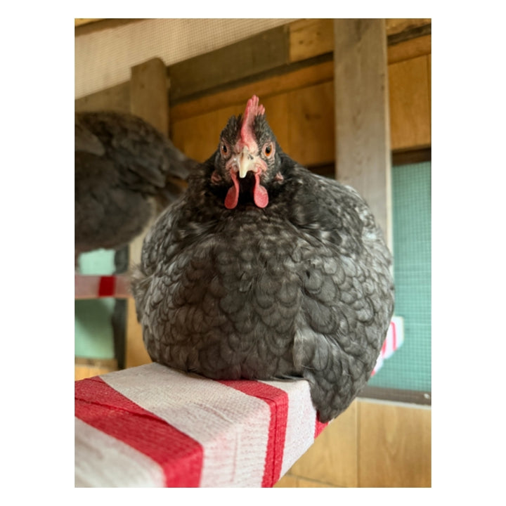 Talking Eleanor Plushie