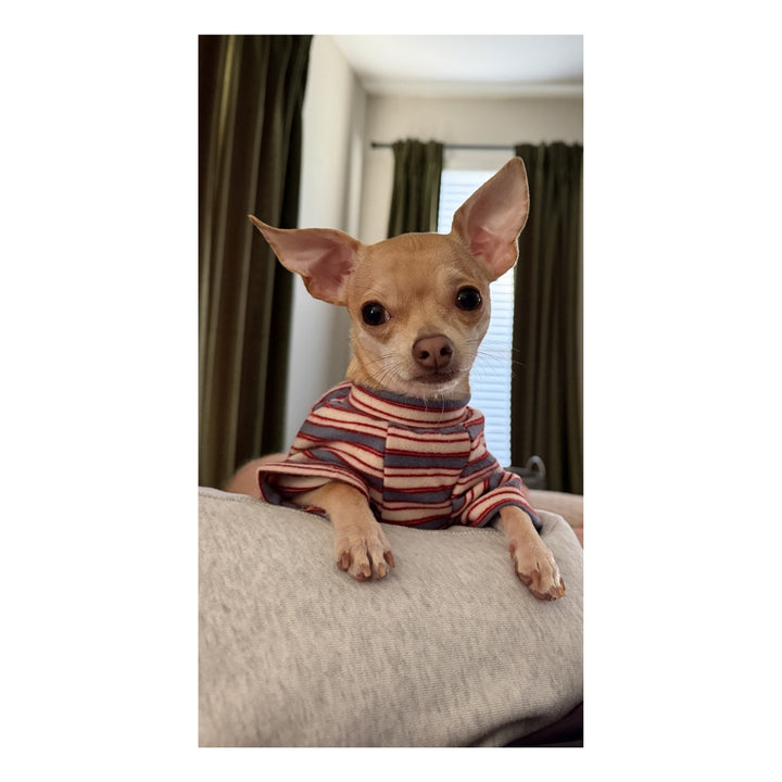 The Official Ricky Martin Chihuahua Plush