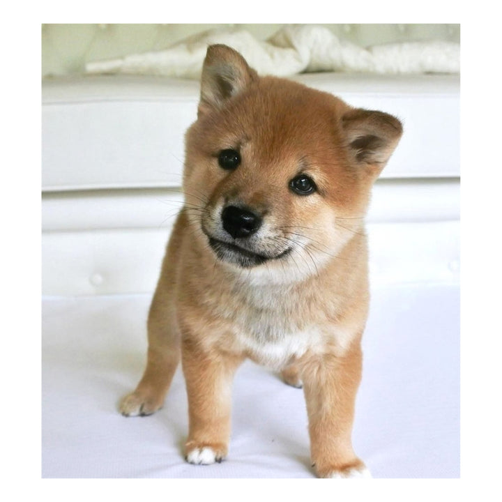 Tori the Shiba Plush