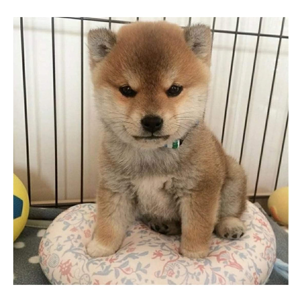 Tori the Shiba Plush