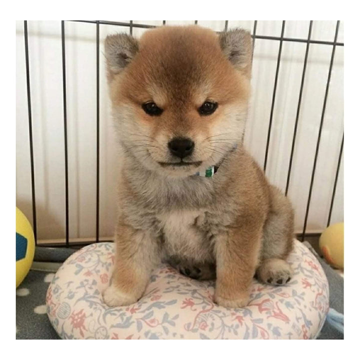 Tori the Shiba Plush