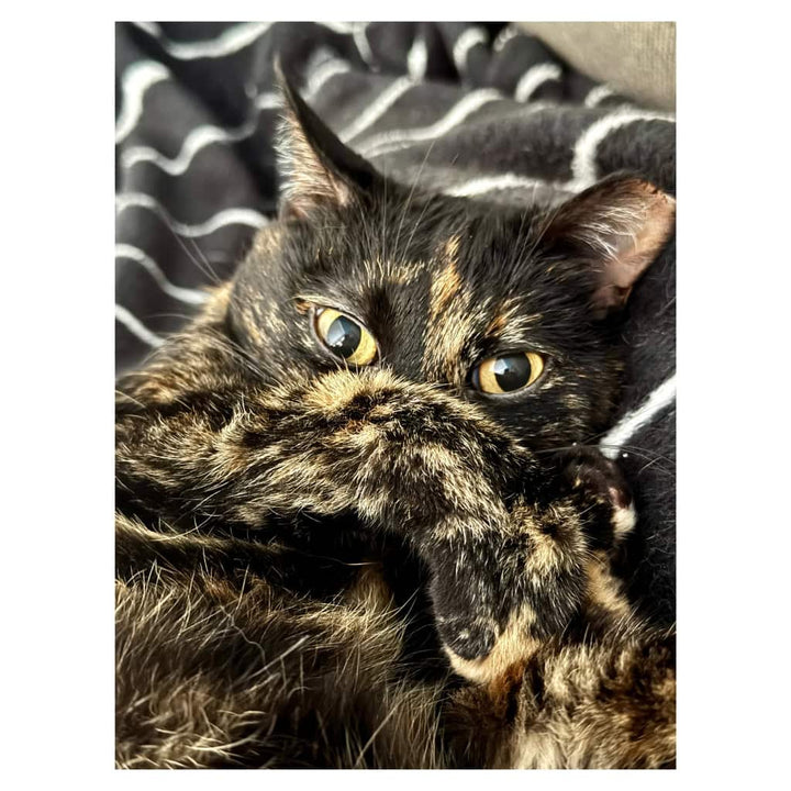 Truffles the Tortie Plushie