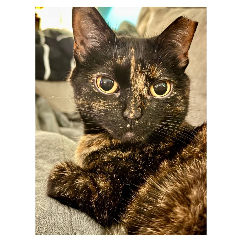 Truffles the Tortie Plushie