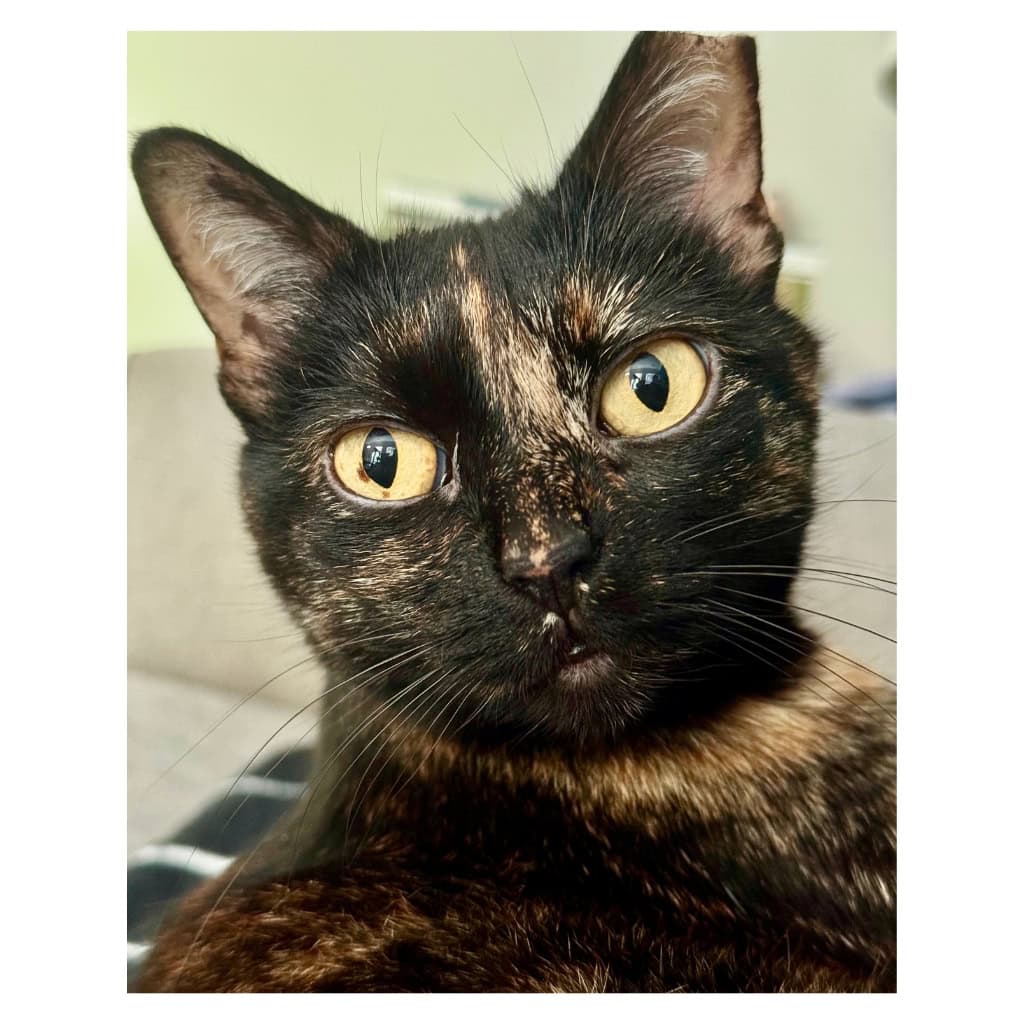 Truffles the Tortie Plushie