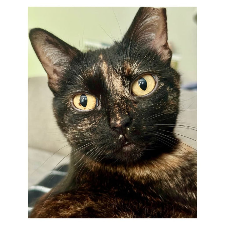 Truffles the Tortie Plushie